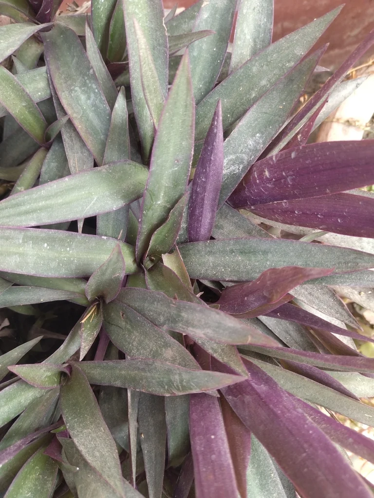 Tradescantia Spathacea