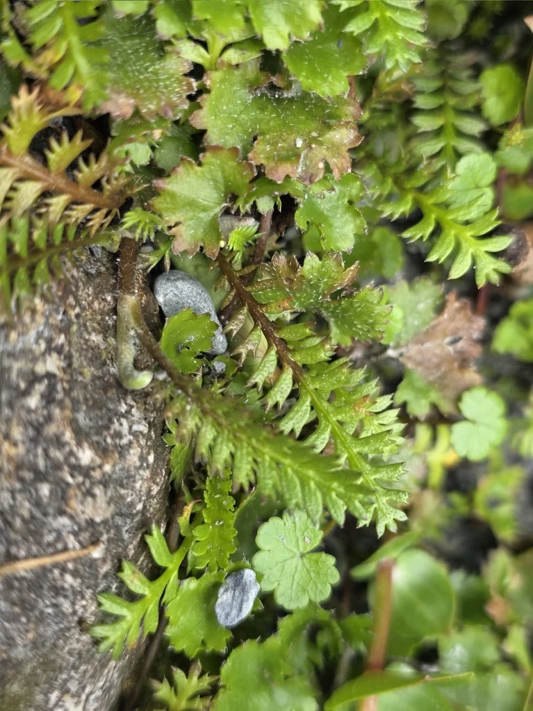 Leptinella Squalida