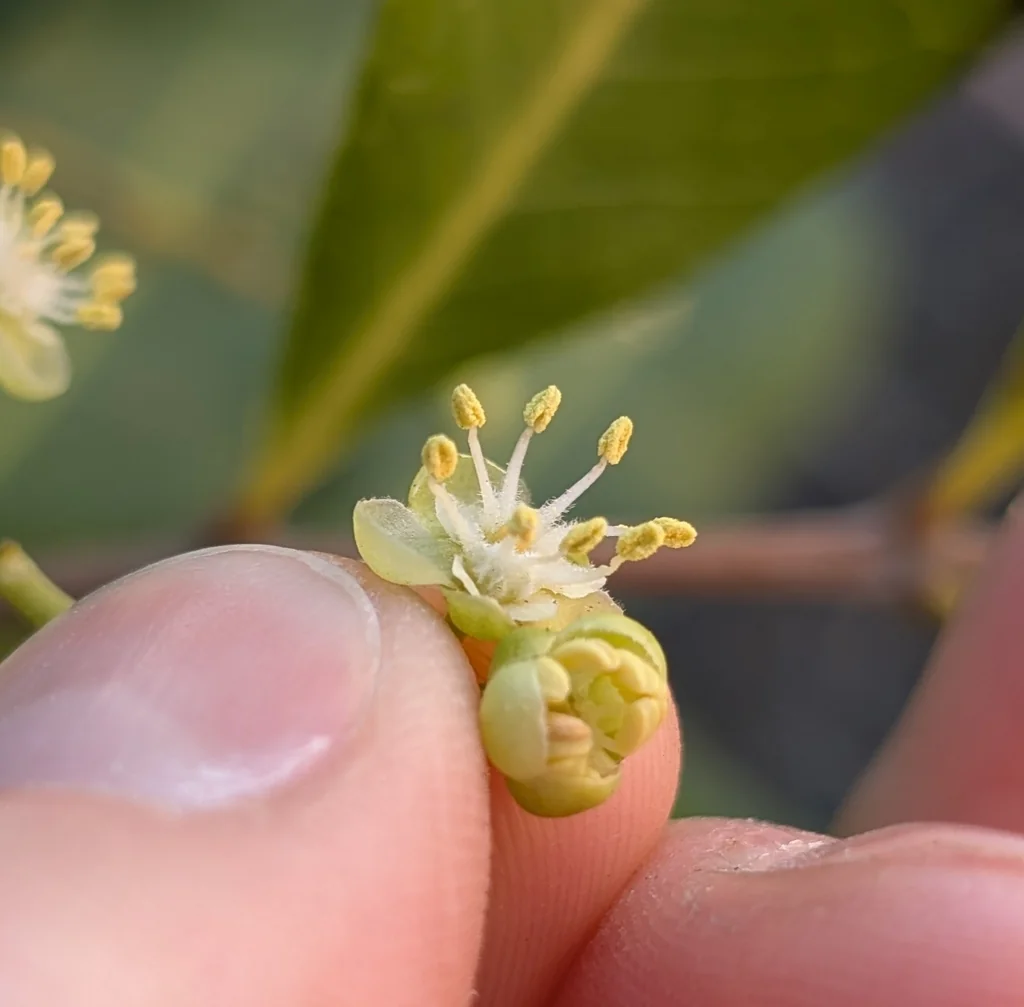 Cupaniopsis Anacardioides
