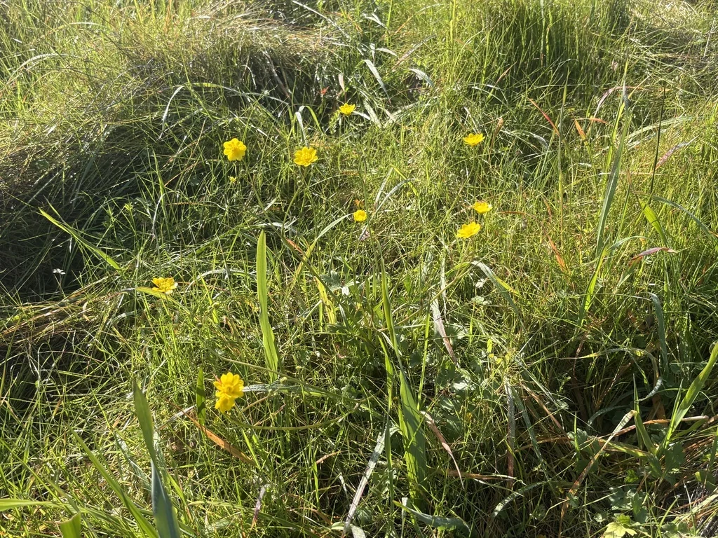 Ranunculus Californicus
