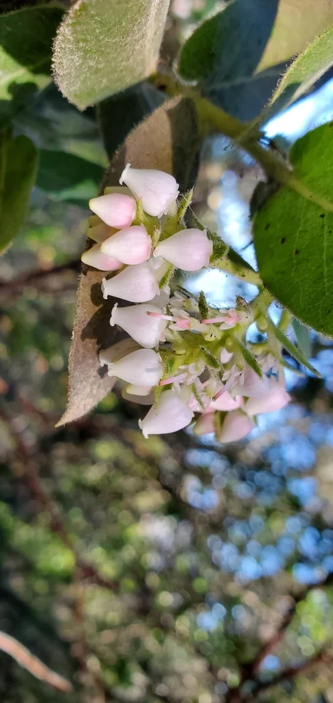 Arctostaphylos Regismontana