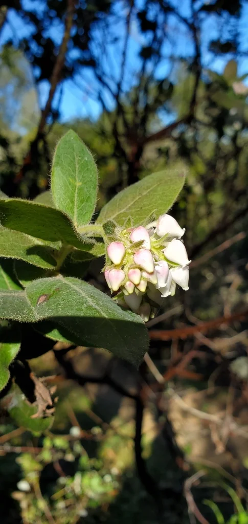 Arctostaphylos Regismontana