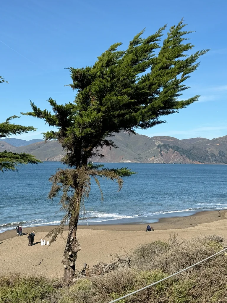Cupressus Macrocarpa