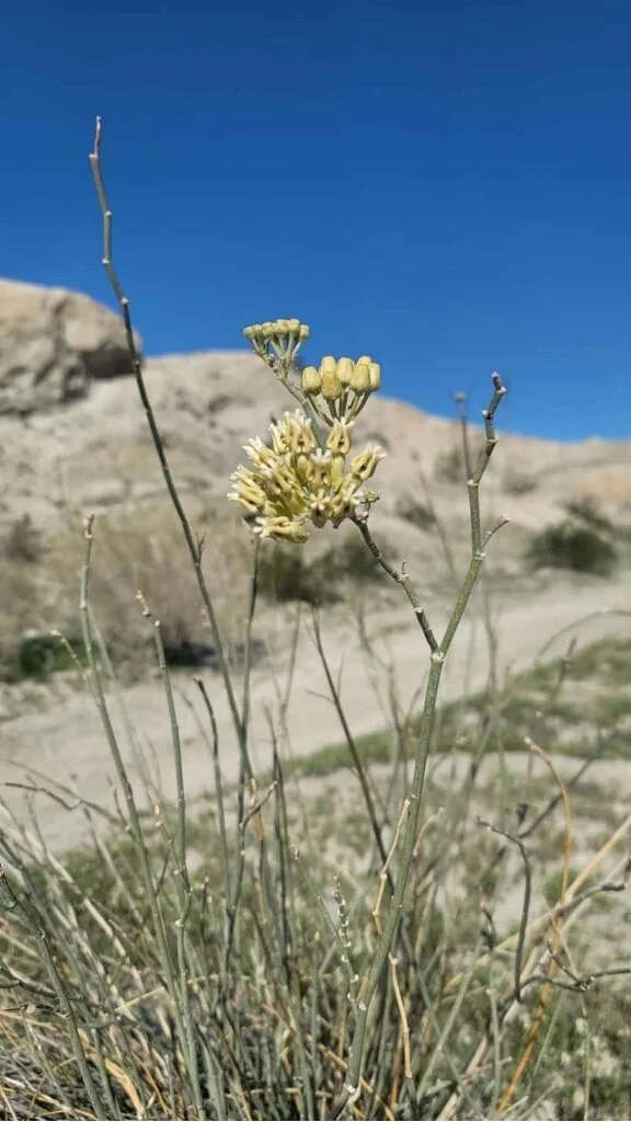 Asclepias Subulata