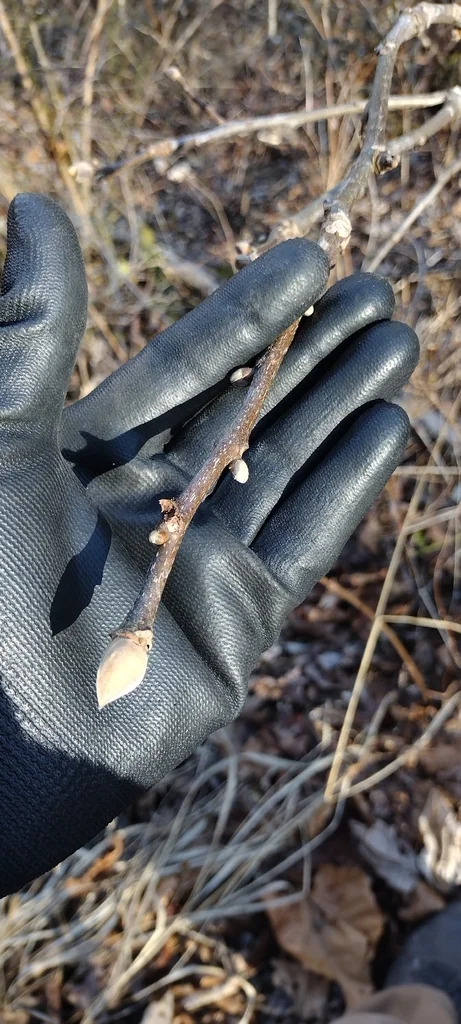 Carya Tomentosa