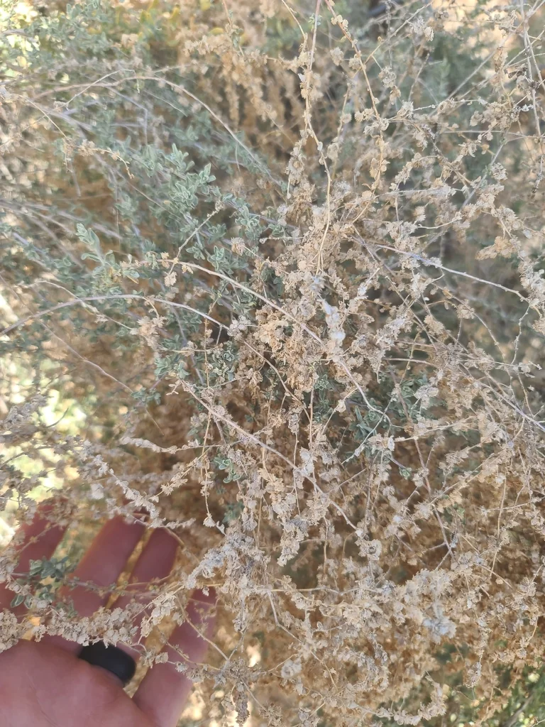 Atriplex Polycarpa