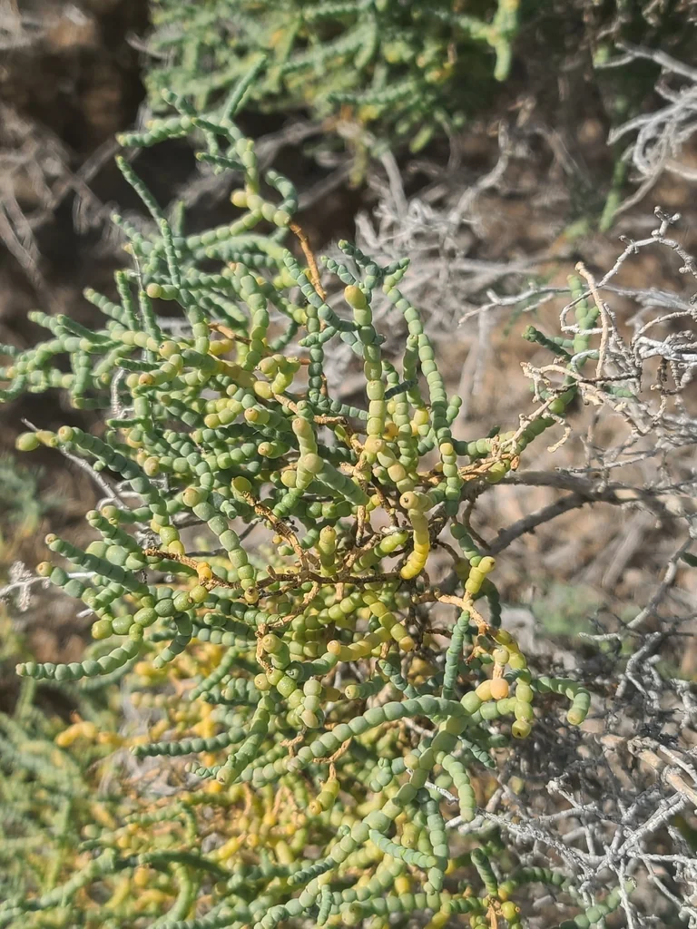 Allenrolfea Occidentalis