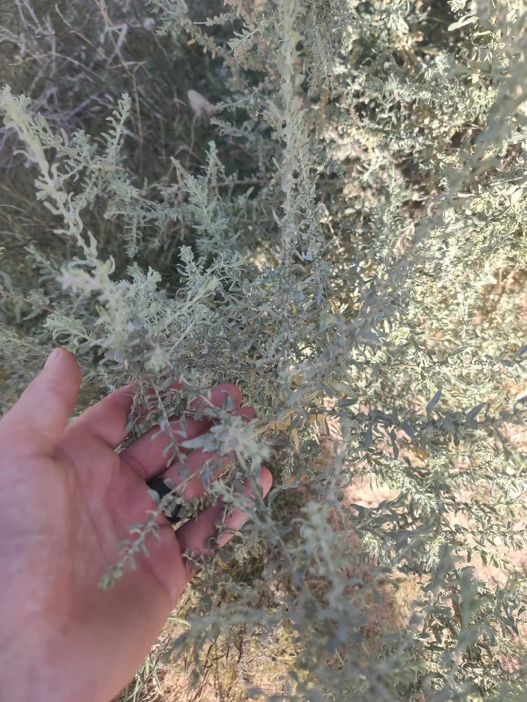 Atriplex Polycarpa