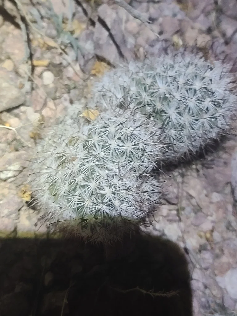 Mammillaria Tetrancistra