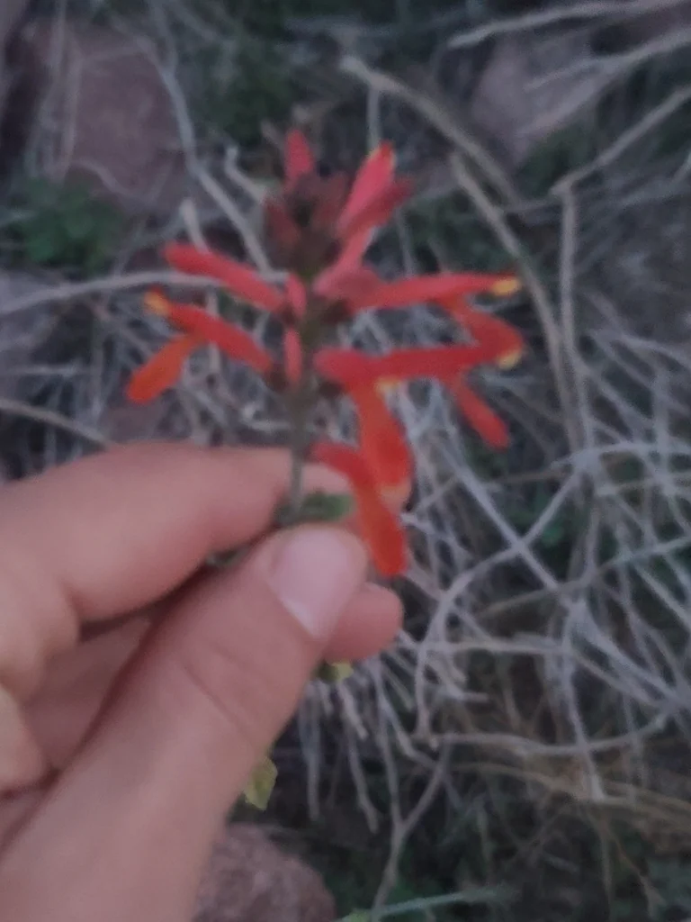 Justicia Californica