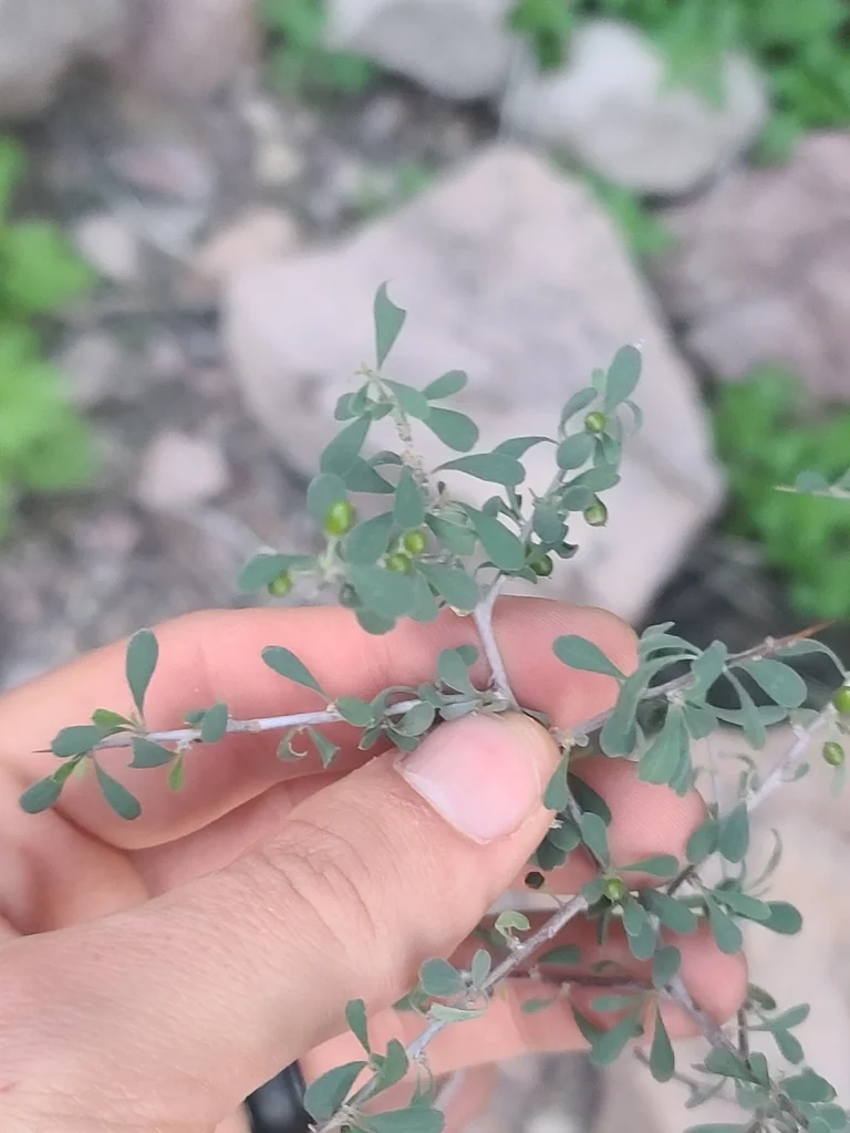 Condalia Globosa