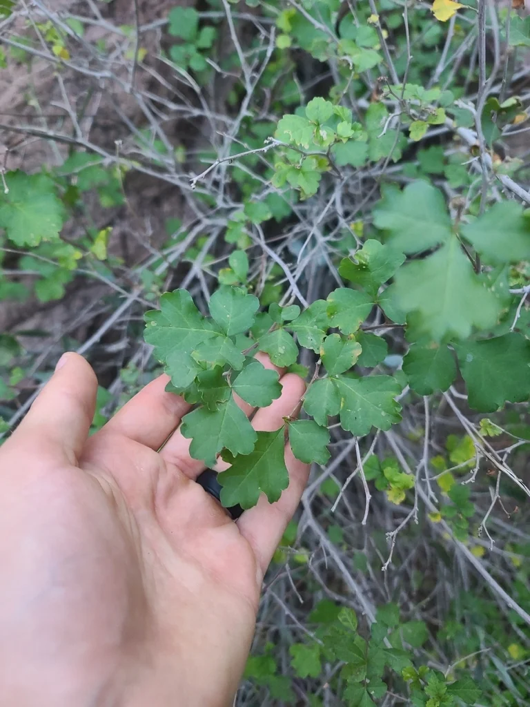 Rhus trilobata
