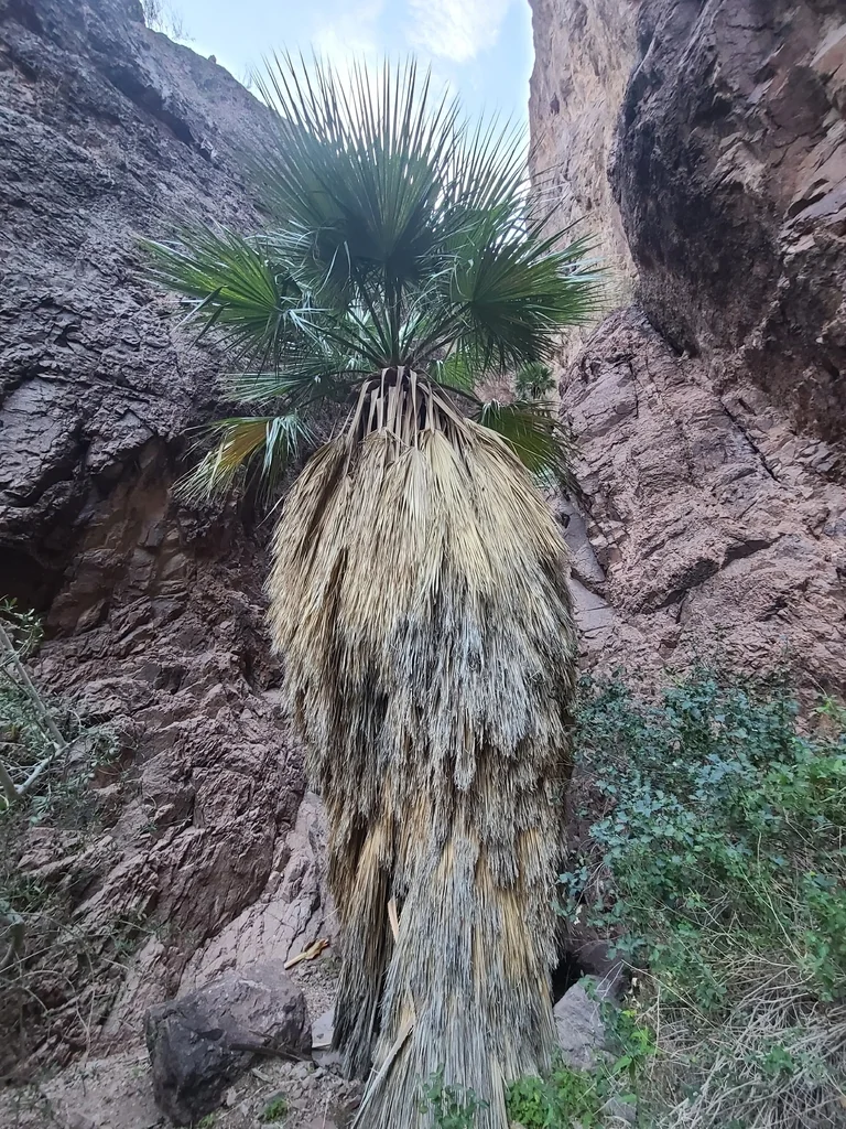 Washingtonia Filifera