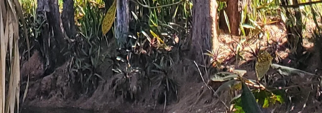 Tradescantia Spathacea