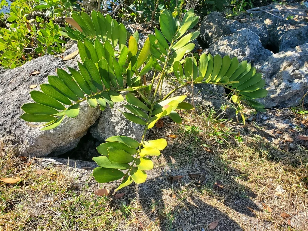 Zamia Furfuracea