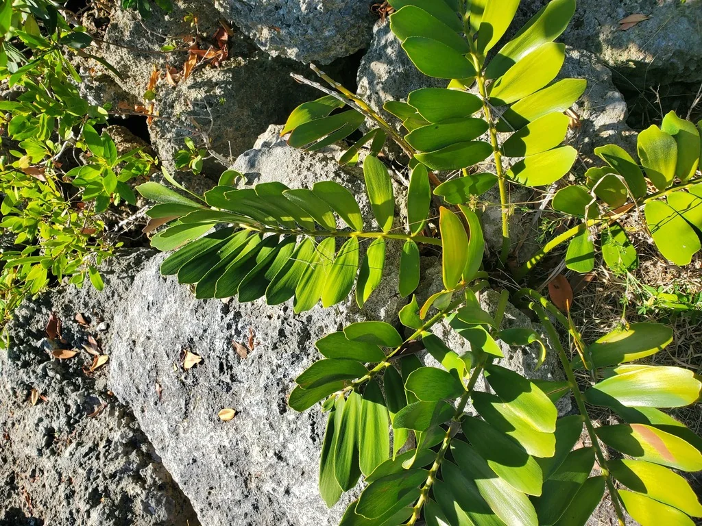 Zamia Furfuracea
