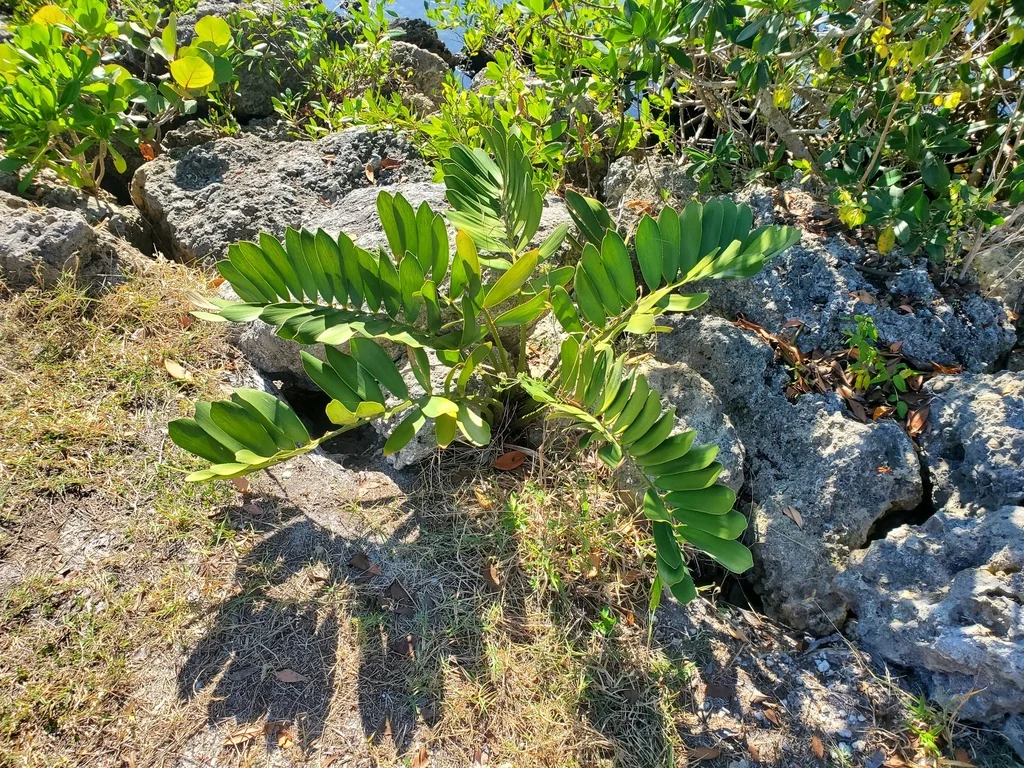 Zamia Furfuracea