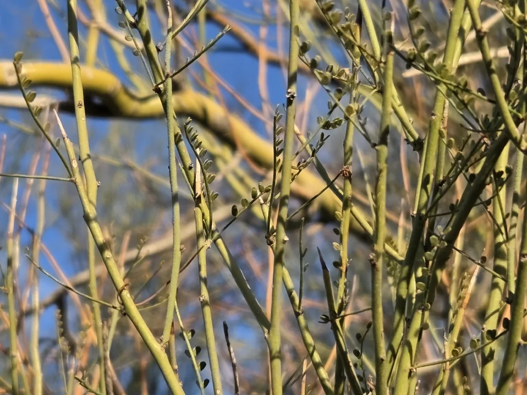 Parkinsonia Microphylla