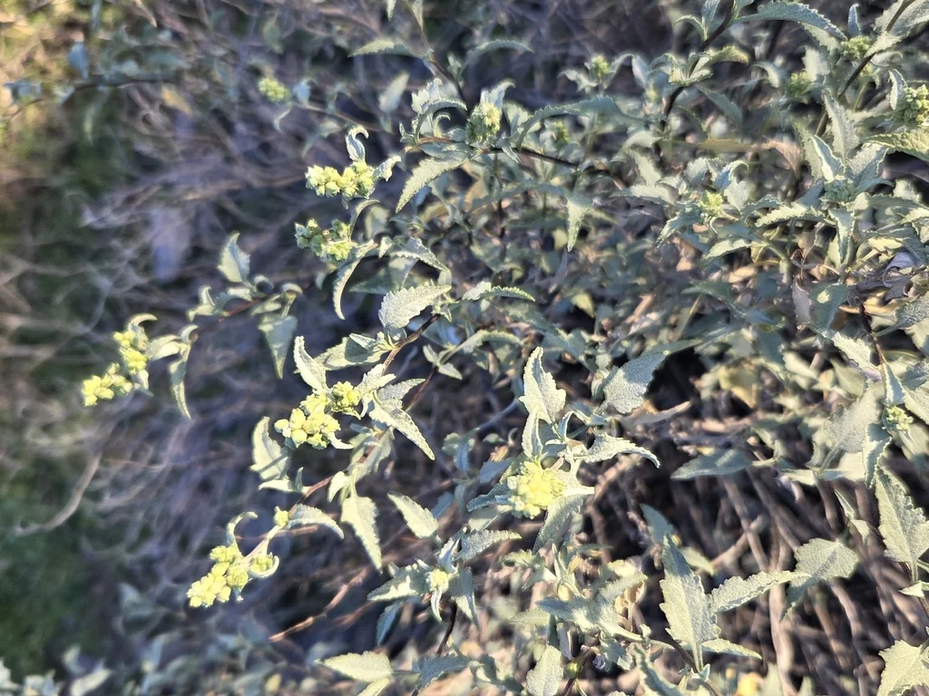 Ambrosia Deltoidea
