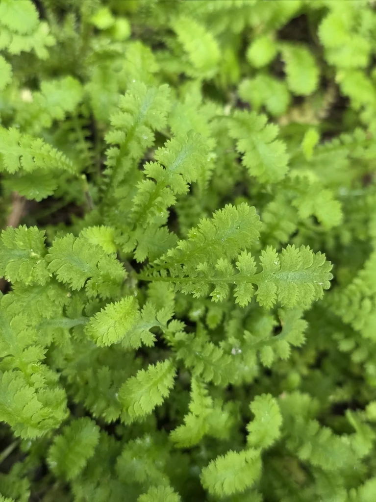 Leptinella Squalida