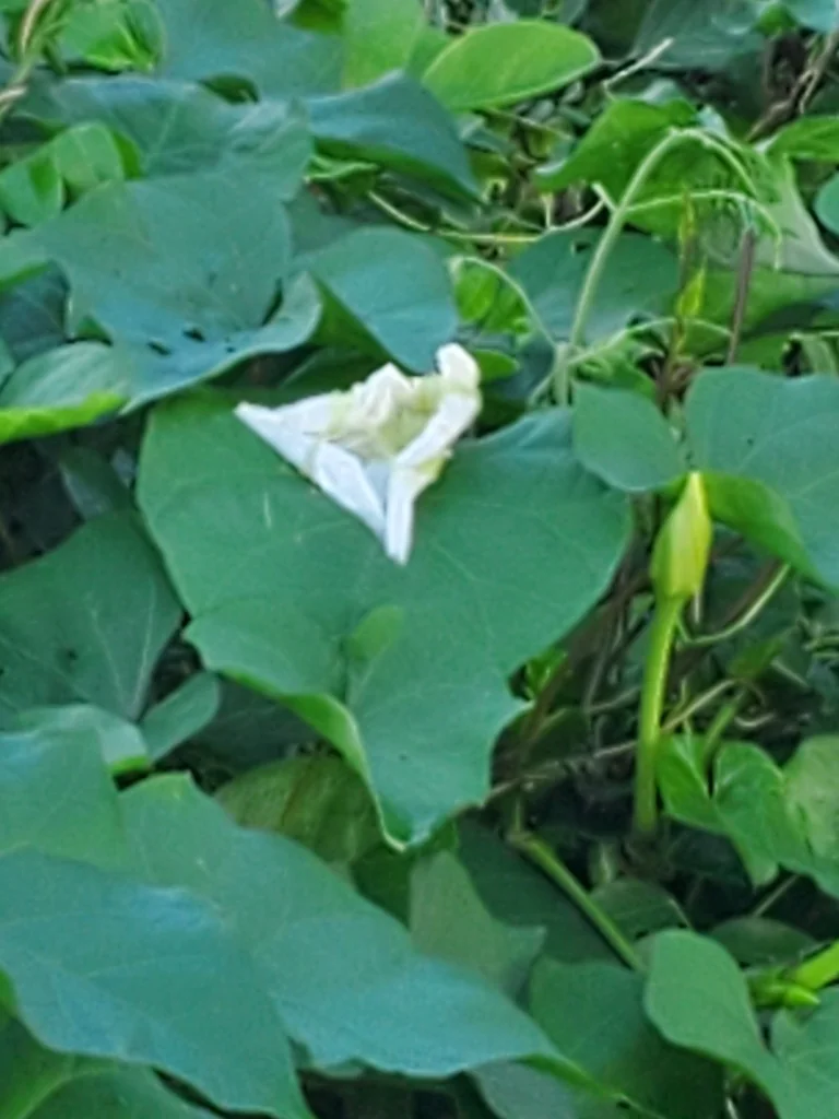 Ipomoea Alba