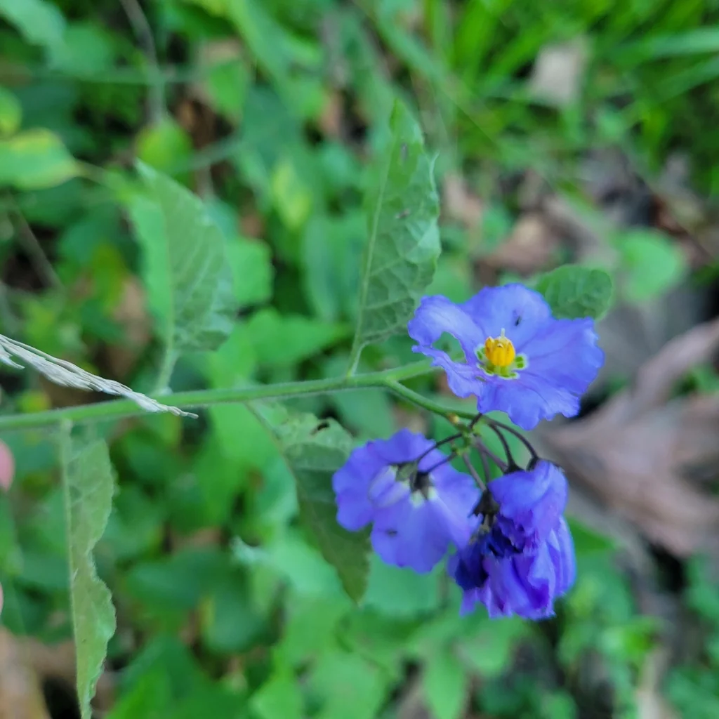 Solanum Xanti