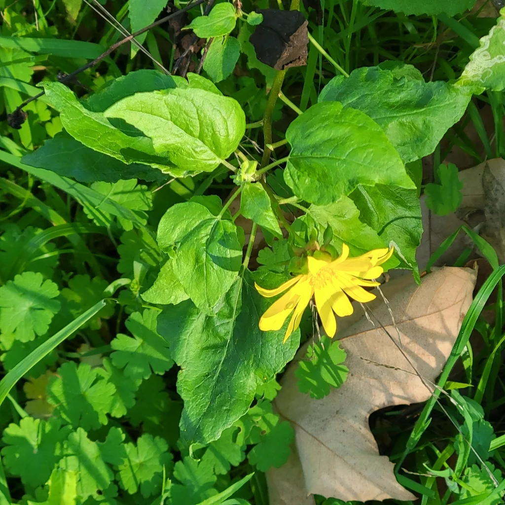 Venegasia Carpesioides