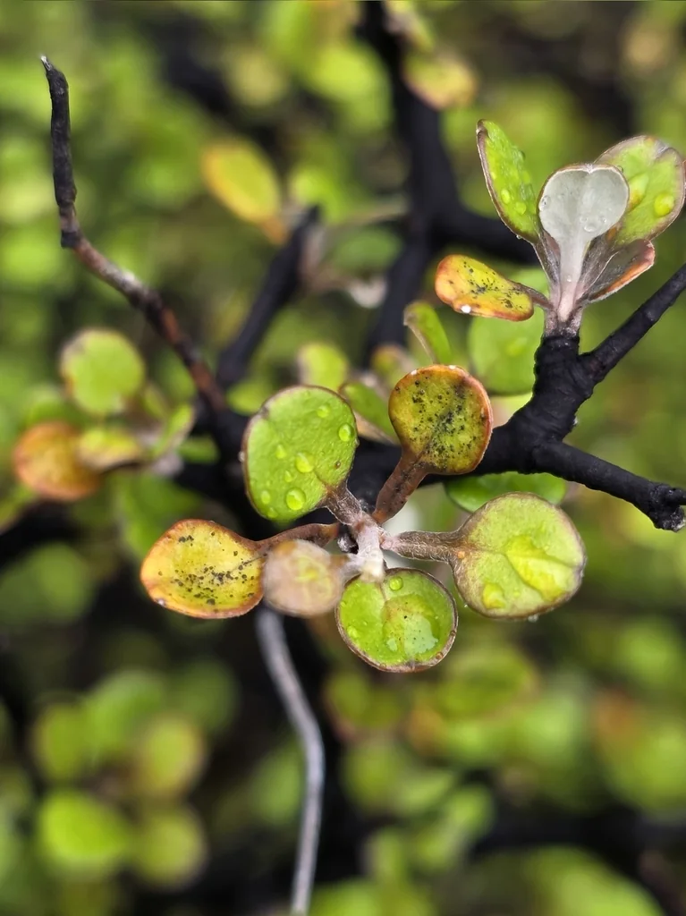 Corokia Cotoneaster