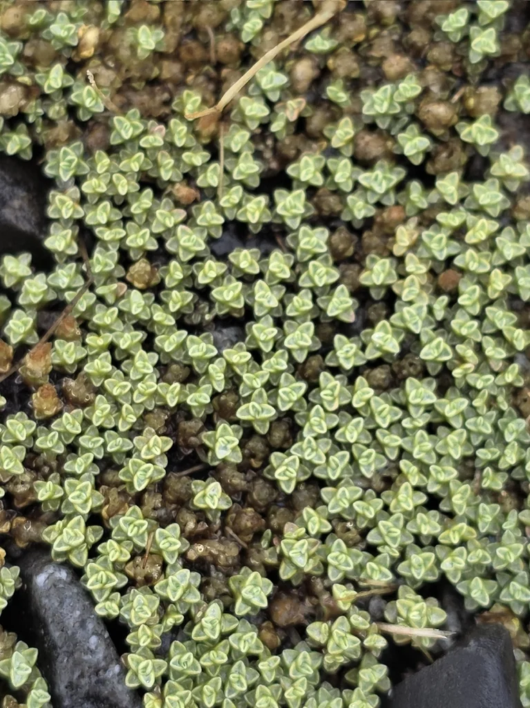Raoulia Australis