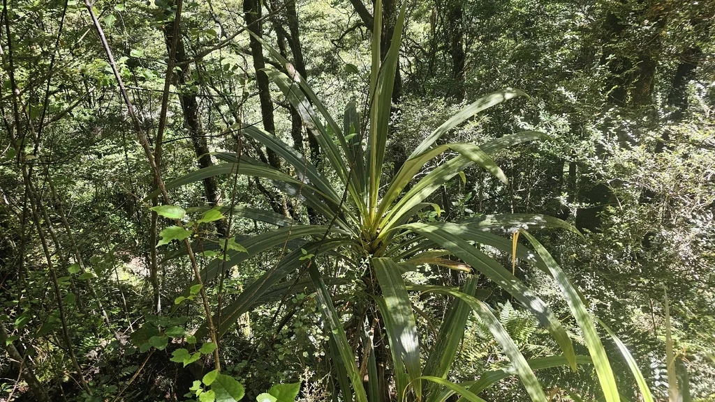 Dracaena indivisa