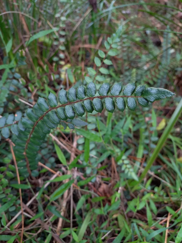 Pellaea Rotundifolia