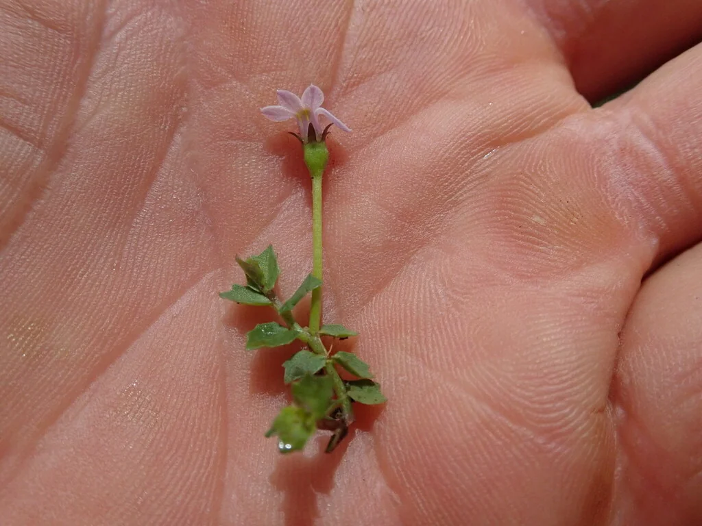 Pratia Pedunculata