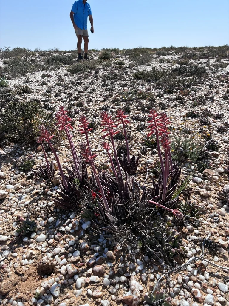 Aloe Variegata
