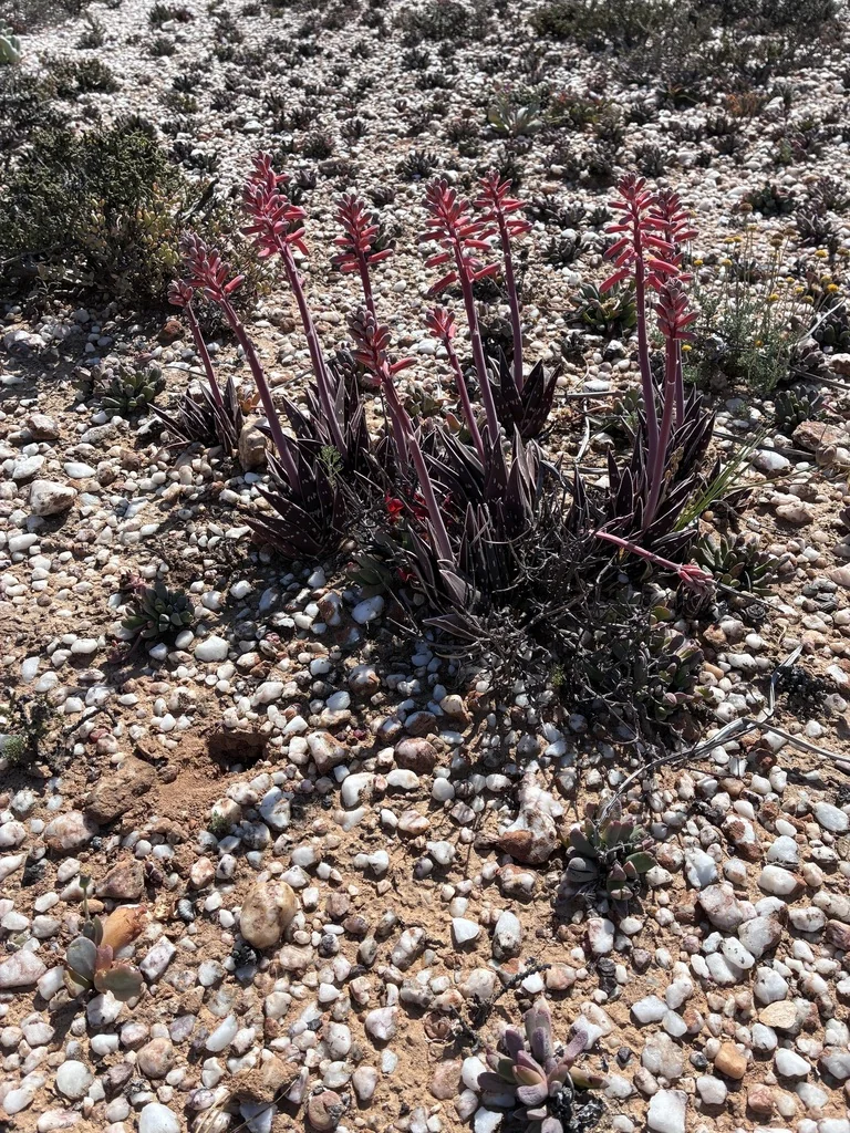 Aloe Variegata