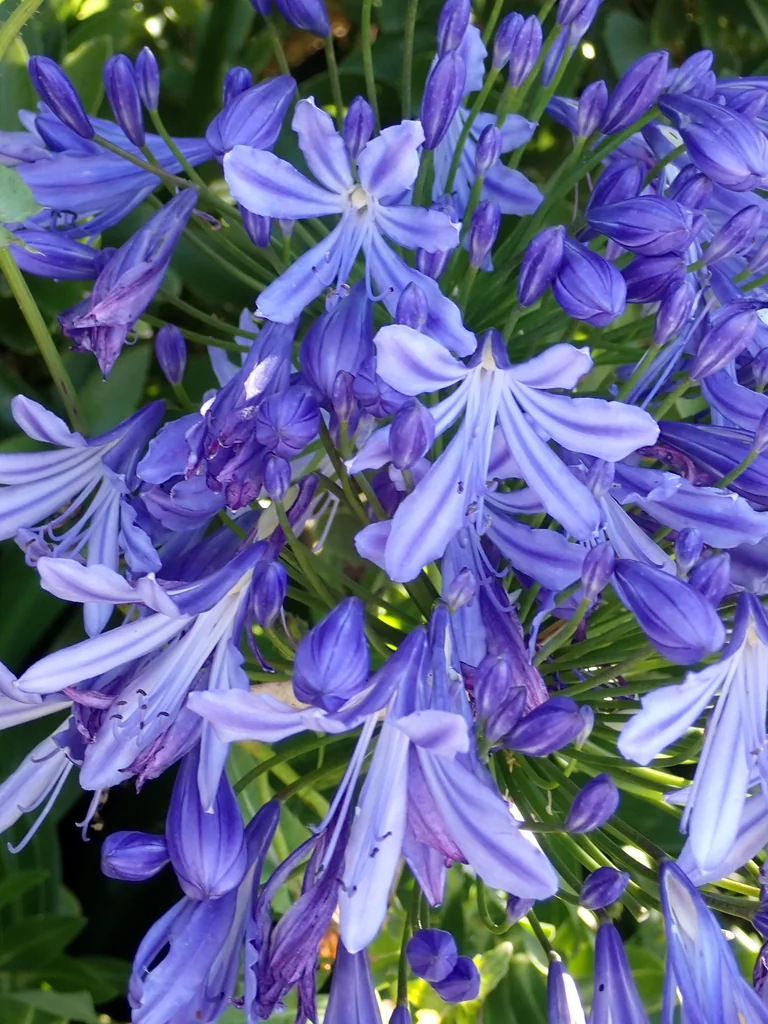 Agapanthus Praecox Orientalis