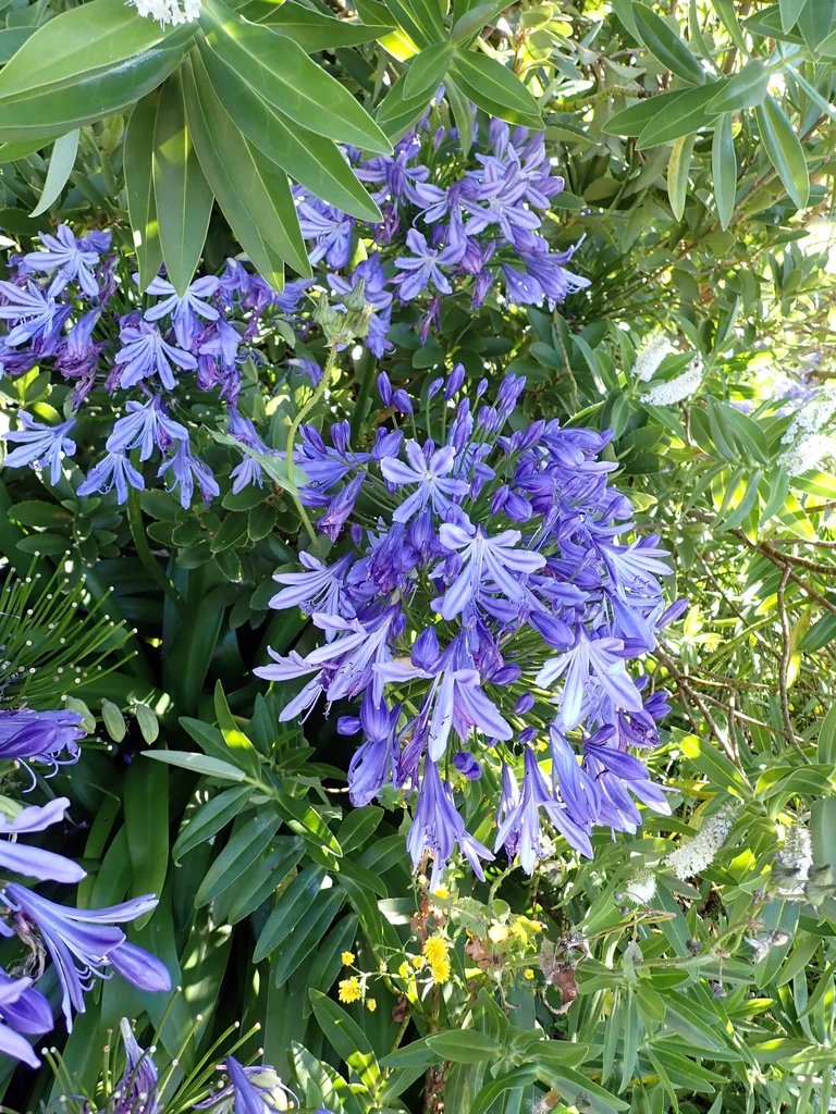 Agapanthus Praecox Orientalis