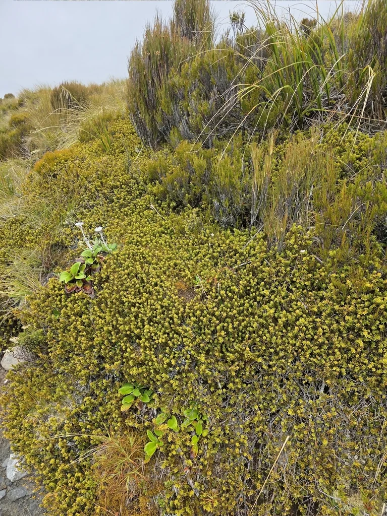 Podocarpus Nivalis