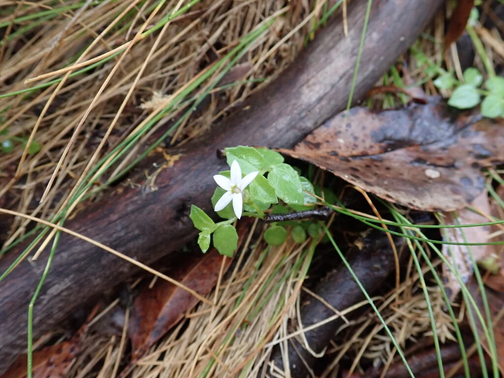 Pratia Pedunculata