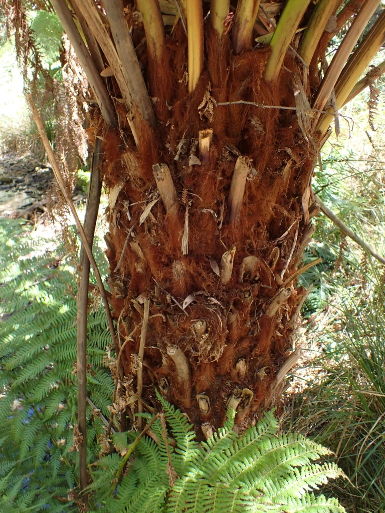 Dicksonia Antarctica
