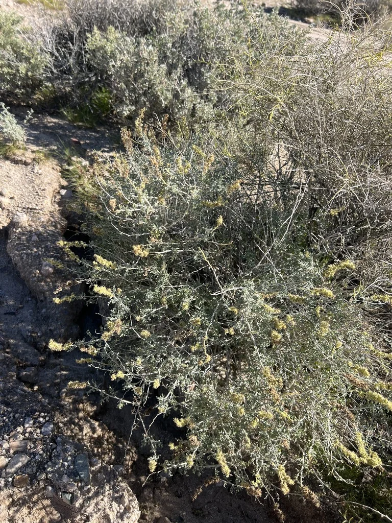 Ambrosia Dumosa