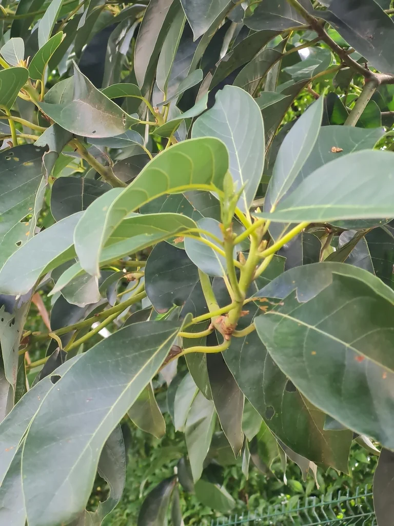 Persea Americana