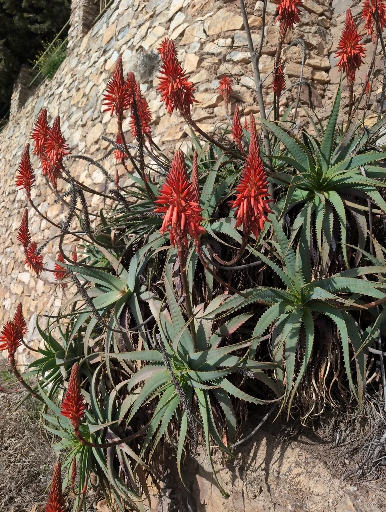 Aloe Arborescens