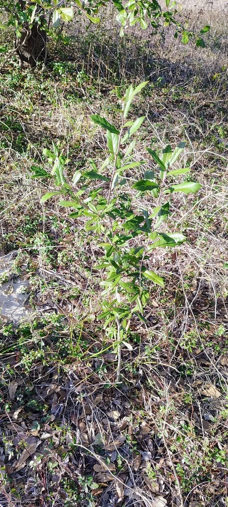 Quercus Virginiana