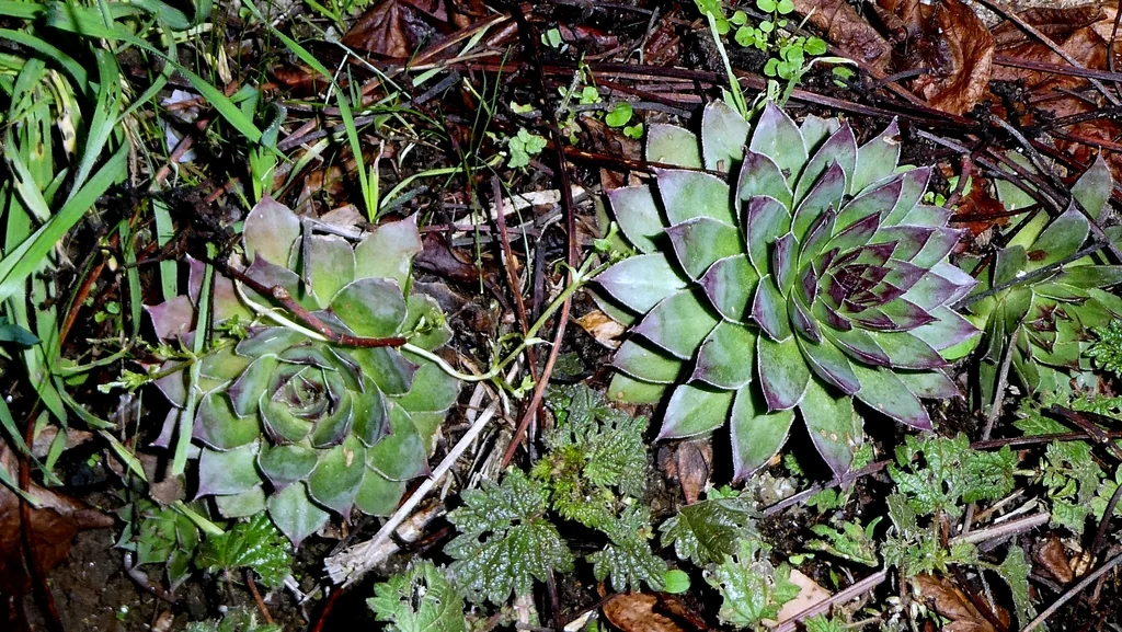 Sempervivum Tectorum
