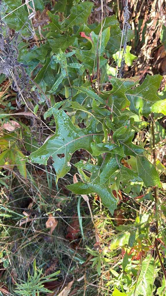 Quercus Palustris