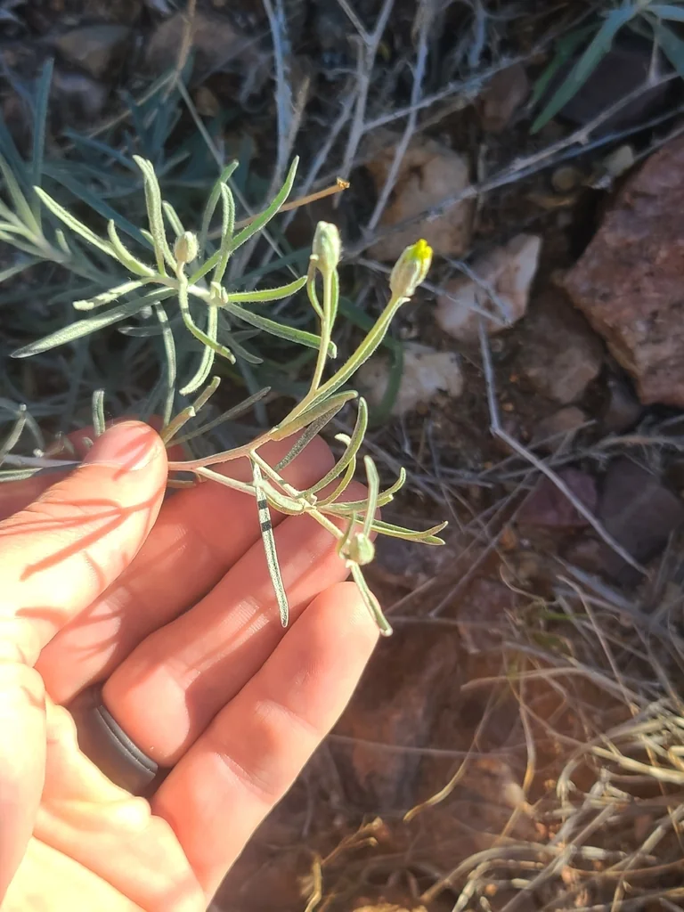 Psilostrophe Cooperi