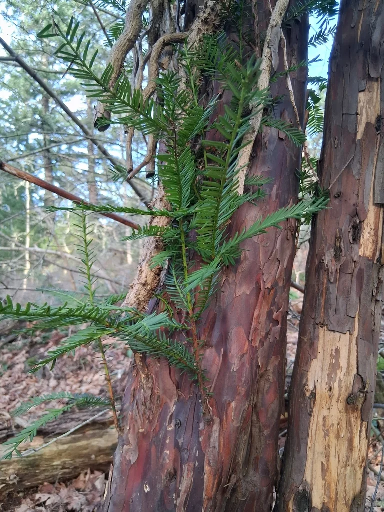 Taxus Brevifolia