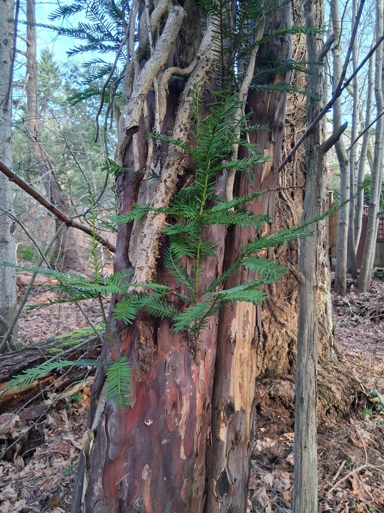 Taxus Brevifolia