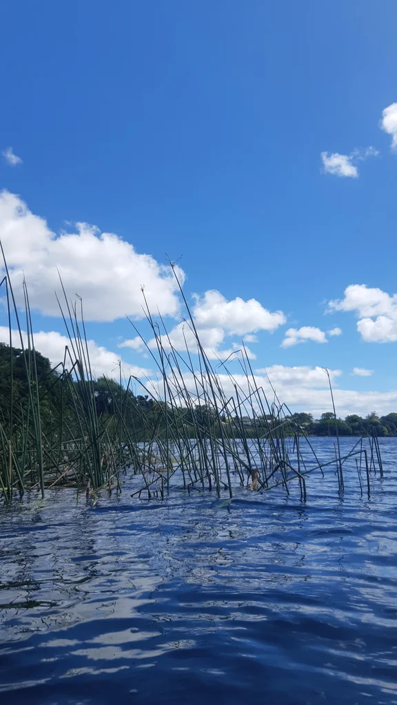 Scirpus Tabernaemontani