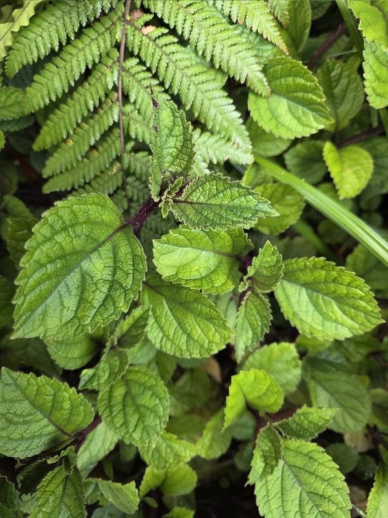 Plectranthus ciliatus